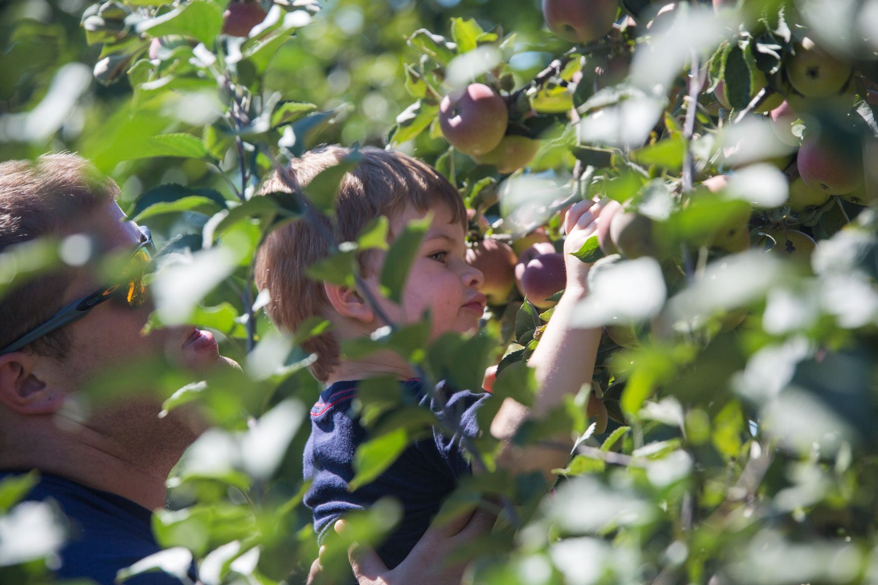 Martin’s Hillside Orchard